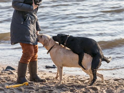 sex mit hunden porno|Kostenlose Zoo